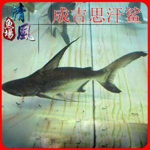 水族館主營(yíng)業(yè)務(wù)有哪些項(xiàng)目：2020-2025年中國(guó)水族館主營(yíng)業(yè)務(wù)介紹
