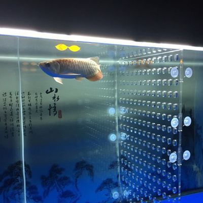 銅陵龍魚vs銅陵水族批發市場vs銅陵水族館vs銅陵魚缸批發市場vs祥龍魚場：關于銅陵水族批發市場的一些詳細信息 銅陵龍魚vs銅陵水族批發市場vs銅陵水族館vs銅陵魚缸批發市場vs祥龍魚場：關于銅陵水族批發市場的一些詳細信息 祥龍魚場各市分站 第3張
