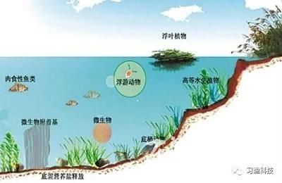 龍魚趴缸多久能恢復(fù)好呢vs祥龍魚場：如何預(yù)防龍魚趴缸現(xiàn)象