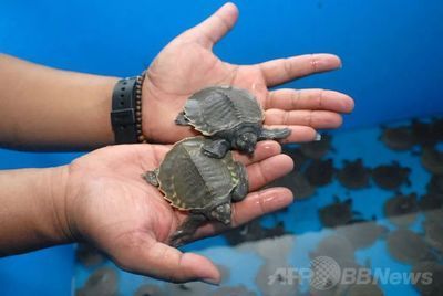 豬鼻龜有人工繁殖的嗎：豬鼻龜能人工繁殖出來嗎