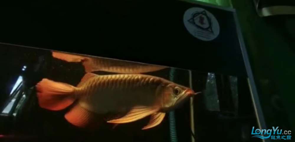 真正的大湖紅龍魚