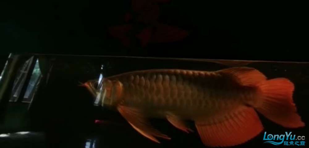真正的大湖紅龍魚