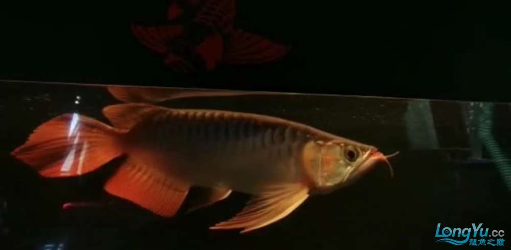 真正的大湖紅龍魚