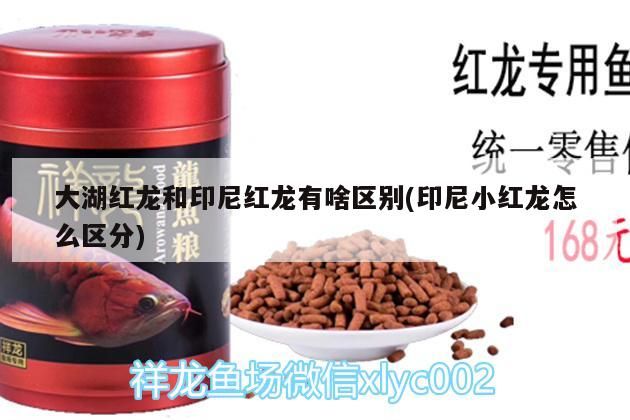 大湖紅龍和印尼紅龍有啥區別(印尼小紅龍怎么區分)