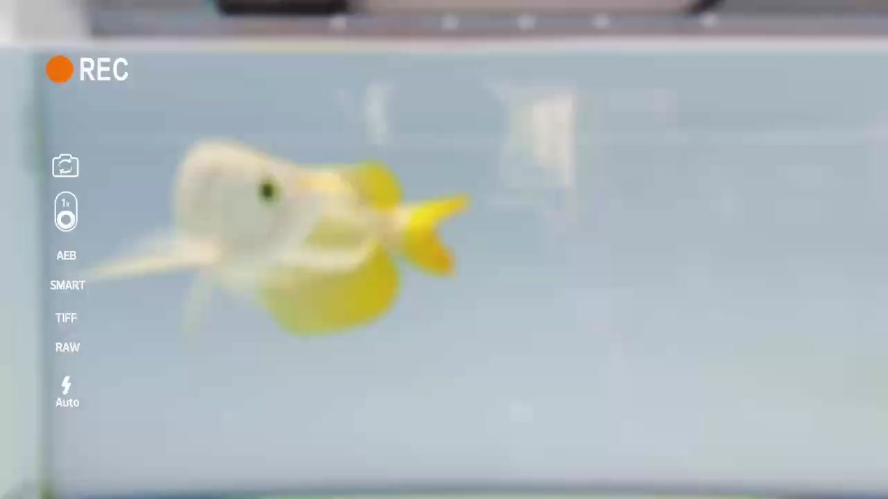 飄揚的長手【大湖紅龍,邁克爾張老三評論：持續保持水質,a再、不在乎/】