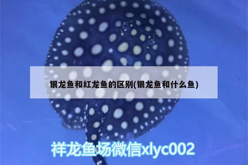 銀龍魚和紅龍魚的區別(銀龍魚和什么魚)