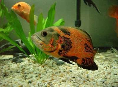 1米魚缸玻璃的8mm安全么：1米魚缸8mm玻璃安全嗎