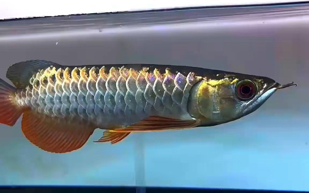 古典過背金龍魚價格表圖片：古典過背金龍魚價格表
