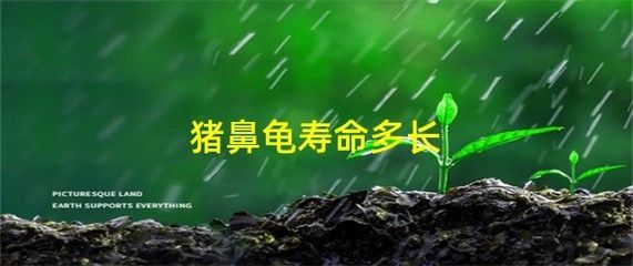 龍魚頻繁張嘴呼吸如何治療，龍魚頻繁張嘴呼吸怎么辦？