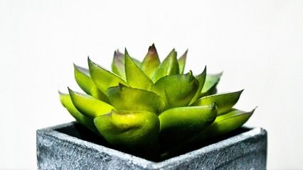 四紋虎魚缸清潔頻率指南，四紋虎魚缸清潔頻率指南日常維護是保持魚兒健康的基礎