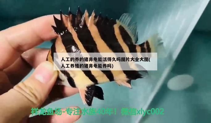 家養豬鼻龜能長多大：豬鼻龜最大能長多大