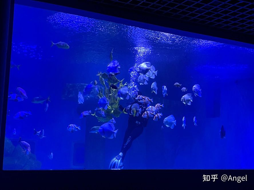 開水族館靠什么掙錢呢知乎（水族館的盈利方式）