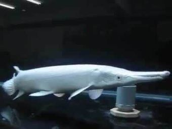 幽靈火箭魚混養搭配指南，幽靈火箭魚混養搭配指南：幽靈火箭魚混養初期行為觀察