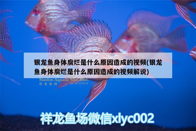銀龍魚身體腐爛是什么原因造成的視頻(銀龍魚身體腐爛是什么原因造成的視頻解說) 銀龍魚身體腐爛是什么原因造成的視頻(銀龍魚身體腐爛是什么原因造成的視頻解說) 銀龍魚百科 第3張