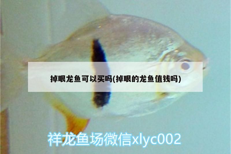 掉眼龍魚可以買嗎(掉眼的龍魚值錢嗎)