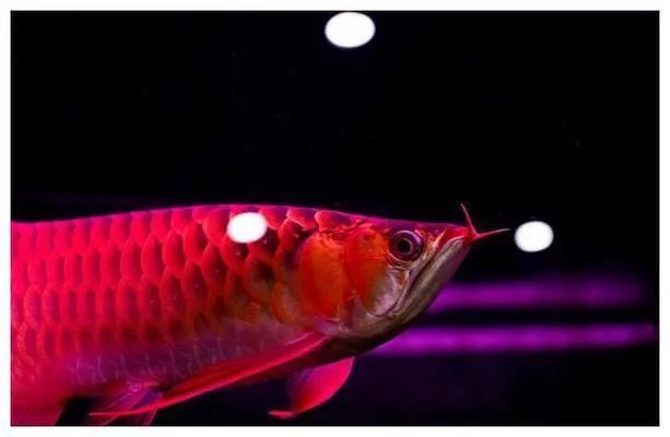 紅龍魚大湖魚跟通貨魚哪個好：紅龍魚與通貨魚的區別