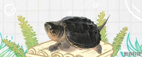 豬鼻龜多深的水養：豬鼻龜多深的水養最好呢