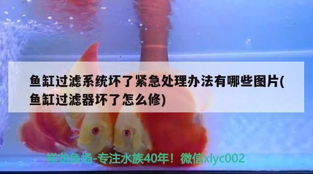 魚缸過濾器突然不工作了還能用嗎，如何清洗魚缸過濾器濾材 魚缸過濾器突然不工作了還能用嗎，如何清洗魚缸過濾器濾材 魚缸百科 第1張