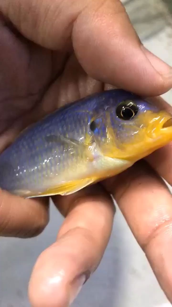 克里索發色了是真漂亮