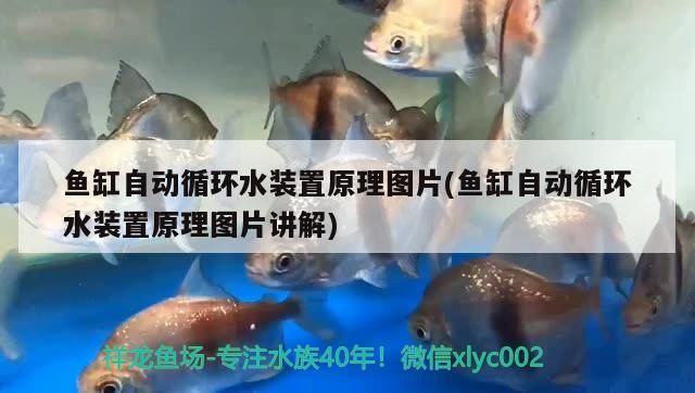 魚缸自動(dòng)循環(huán)水裝置原理圖片(魚缸自動(dòng)循環(huán)水裝置原理圖片講解)