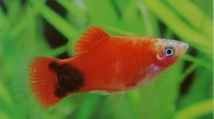 1米魚缸拉筋：1米寬的魚缸也可以不拉筋 1米魚缸拉筋：1米寬的魚缸也可以不拉筋 魚缸百科 第3張