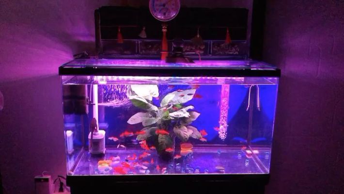 眉山龍魚vs眉山水族批發(fā)市場(chǎng)vs眉山水族館vs眉山魚缸批發(fā)市場(chǎng)vs祥龍魚場(chǎng):眉山寵物市場(chǎng)分布 祥龍魚場(chǎng)各市分站 第4張 眉山龍魚vs眉山水族批發(fā)市場(chǎng)vs眉山水族館vs眉山魚缸批發(fā)市場(chǎng)vs祥龍魚場(chǎng):眉山寵物市場(chǎng)分布 眉山龍魚vs眉山水族批發(fā)市場(chǎng)vs眉山水族館vs眉山魚缸批發(fā)市場(chǎng)vs祥龍魚場(chǎng):眉山寵物市場(chǎng)分布 祥龍魚場(chǎng)各市分站 第4張