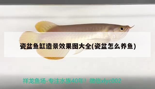 瓷盆魚缸造景效果圖大全(瓷盆怎么養魚) 錦鯉魚百科 第3張 瓷盆魚缸造景效果圖大全(瓷盆怎么養魚) 瓷盆魚缸造景效果圖大全(瓷盆怎么養魚) 錦鯉魚百科 第3張