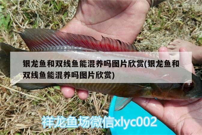 銀龍魚和雙線魚能混養嗎圖片欣賞(銀龍魚和雙線魚能混養嗎圖片欣賞)