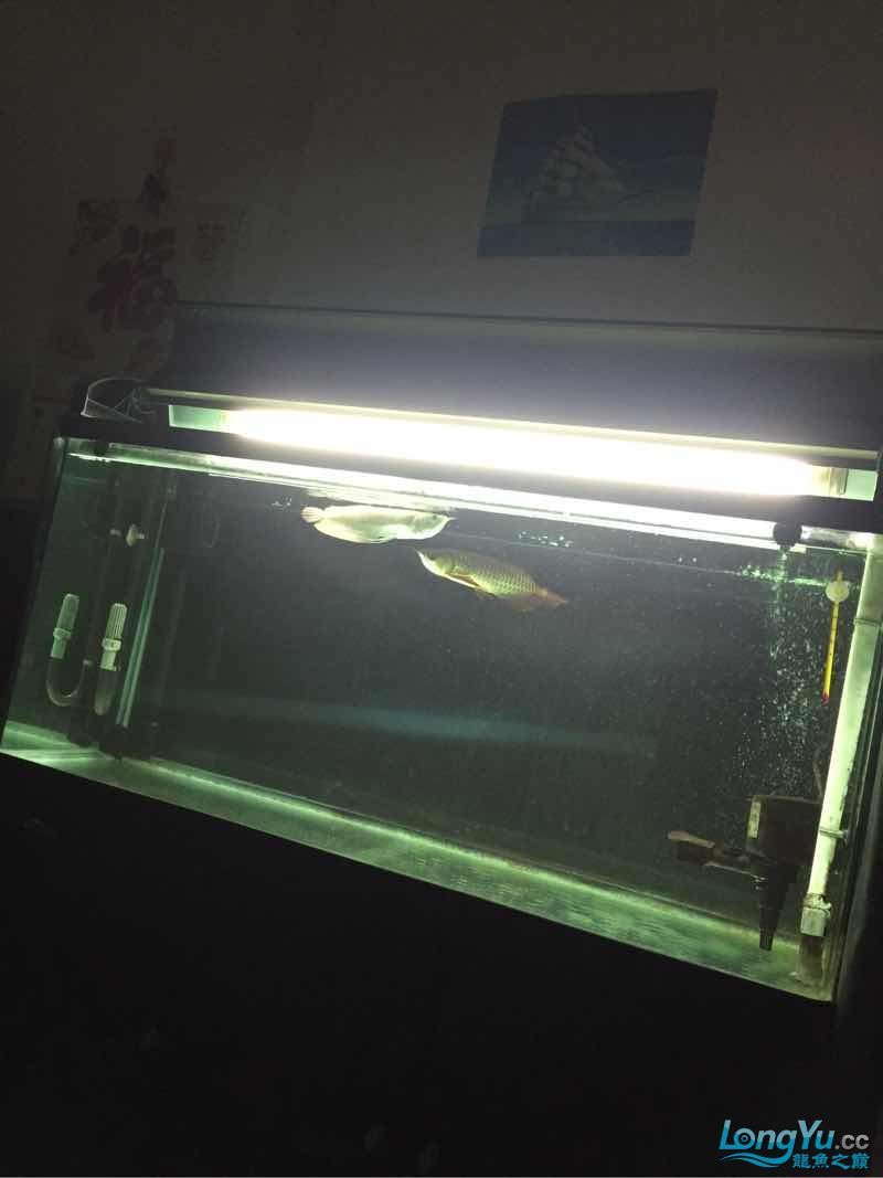 暴雨后的補品 暴雨后的補品 黃金貓魚百科 第1張