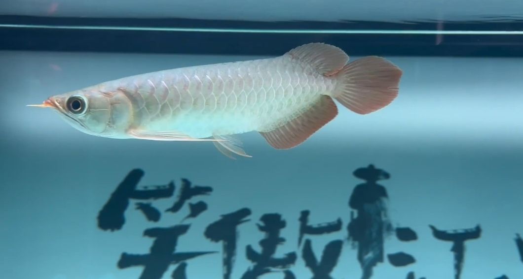 請問這是大湖紅龍魚嗎？【昆weixin001評論：好】