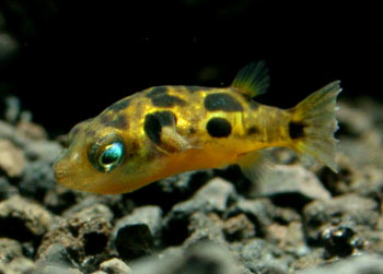 七條錦鯉用多大魚缸好呢視頻(十條錦鯉魚用多大的魚缸)