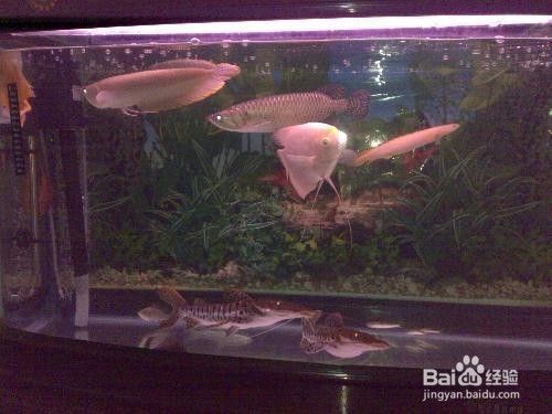 landen魚缸：landen魚缸品牌landen魚缸專業(yè)海水魚缸設(shè)計(jì)