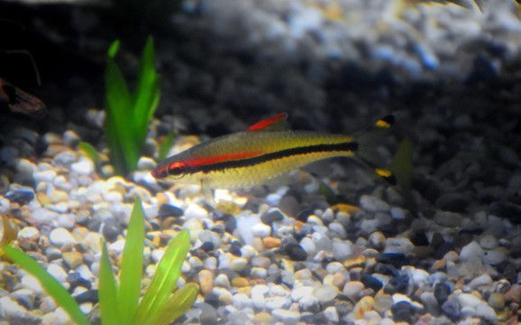 金龍魚運輸途中如何保溫：冬季金龍魚運輸保溫技巧