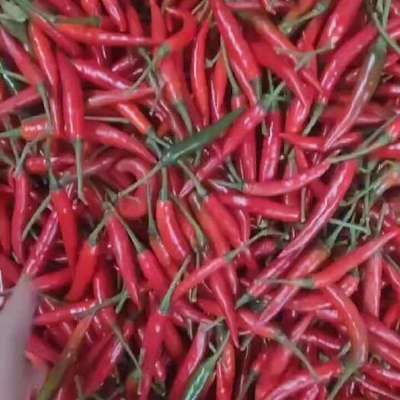 辣椒紅龍常見疾病預(yù)防：辣椒紅龍魚水質(zhì)管理技巧,
