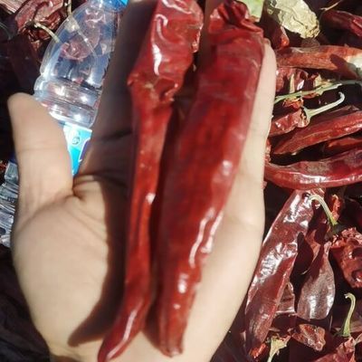 辣椒紅龍常見疾病預防：辣椒紅龍魚水質管理技巧,