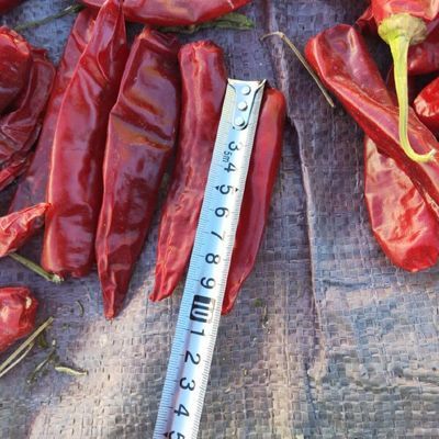 辣椒紅龍常見疾病預防：辣椒紅龍魚水質管理技巧,