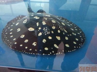 魟魚分幾種血統：魟魚的主要血統種類 魟魚分幾種血統：魟魚的主要血統種類 魟魚百科 第3張
