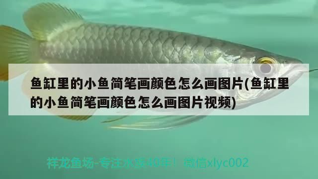 魚缸里的小魚簡(jiǎn)筆畫顏色怎么畫圖片(魚缸里的小魚簡(jiǎn)筆畫顏色怎么畫圖片視頻)