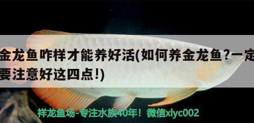 英皇魚缸售后電話號碼是多少（使徒行者2炮仗的結局）