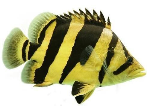 印尼虎魚吃什么樣的人工飼料：印尼虎魚吃什么樣的人工飼料印尼虎魚吃什么樣的人工飼料