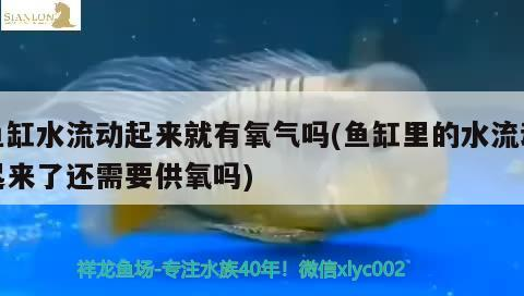 魚缸水流動起來就有氧氣嗎(魚缸里的水流動起來了還需要供氧嗎)
