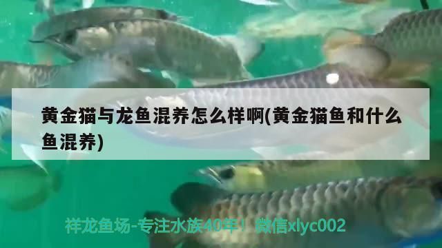 黃金貓與龍魚混養怎么樣啊(黃金貓魚和什么魚混養)