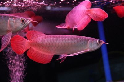 紅龍魚有名的漁場是哪里：紅龍魚養(yǎng)殖技術要點