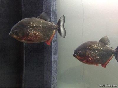 虎魚尺寸：虎魚的尺寸可以根據品種和養殖條件和養殖條件不同