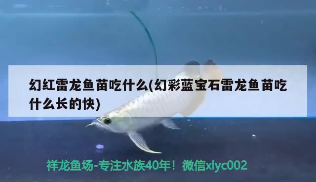 幻紅雷龍魚苗吃什么(幻彩藍(lán)寶石雷龍魚苗吃什么長(zhǎng)的快)