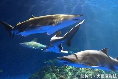 龍魚的吉祥語言，龍魚在不同文化背景下的寓意及其在現代生活中的應用