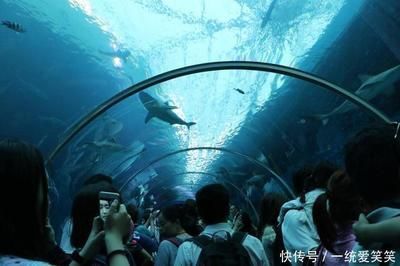 一家水族館一年成本多少（一家水族館一年的運營成本會受到多種因素的影響）