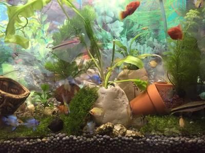 元寶鳳凰魚好養嗎怎么養：元寶鳳凰魚混養搭配建議