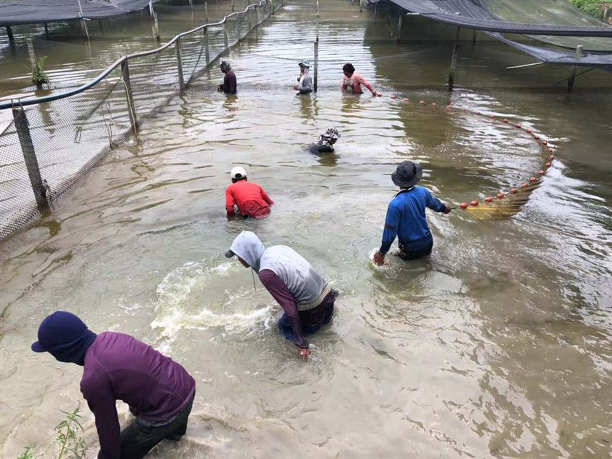 馬來(lái)西亞祥龍魚場(chǎng)工作圖