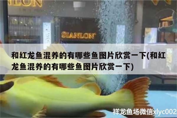 承德龍魚vs承德水族批發市場vs承德水族館vs承德魚缸批發市場vs祥龍魚場：承德魚缸批發市場
